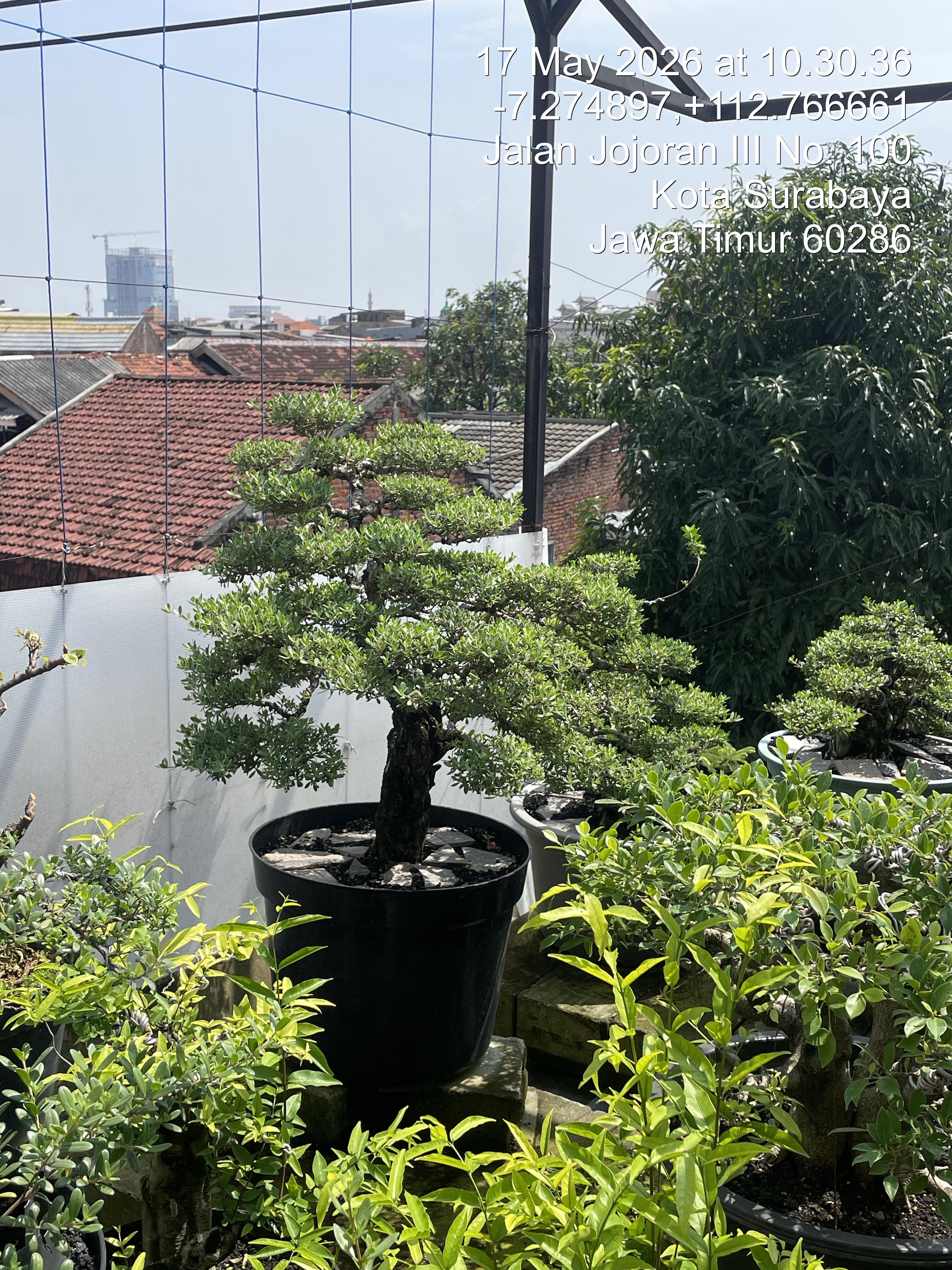 Bonsai / Santigi
